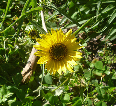 Sunflowers maximillian
