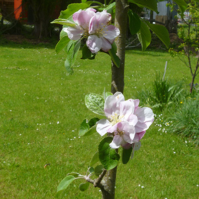 Irish Peach apple blossom