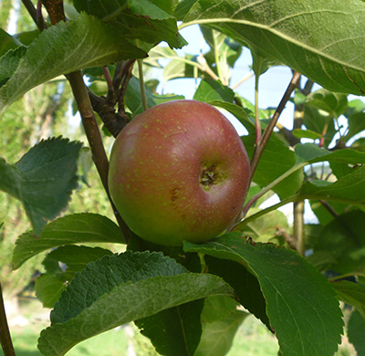 Irish Peach apple
