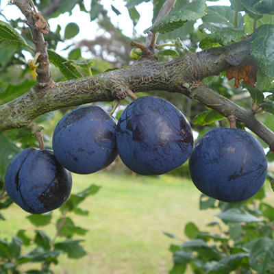 Damson plums in the orchard