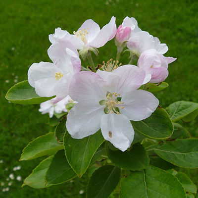Peasegood Nonsuch apple blossom
