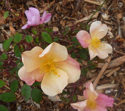 Rose Mutibilis