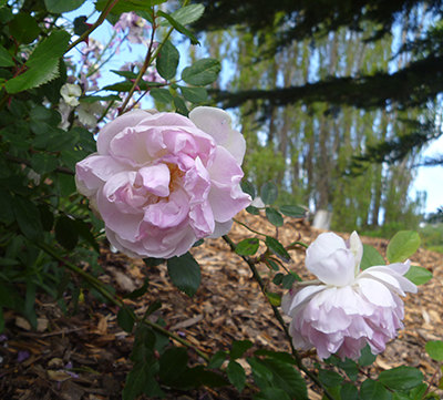 Maiden's Blush rose