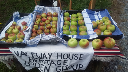 Heritage apples for sale
