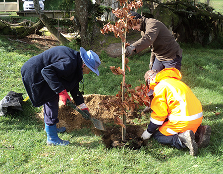 Planting the copper beech
