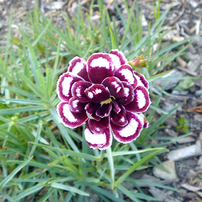 Dianthus Dads Favourite