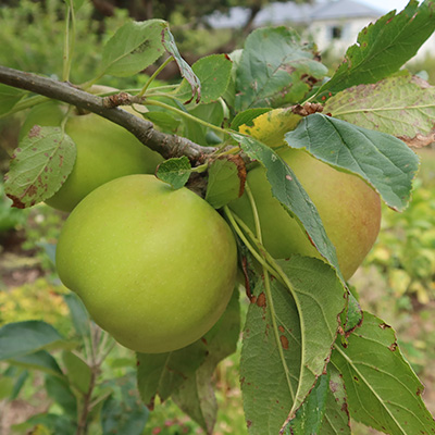 Freyberg apple