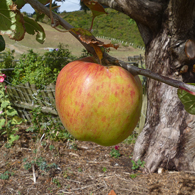 Northern Spy apple in the orchard
