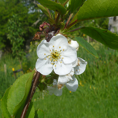 Montmorency cherry blossom