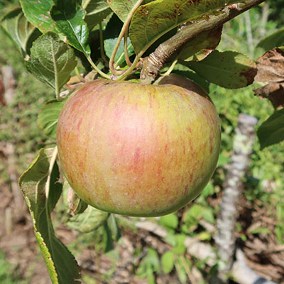 Peasegood Nonsuch apple