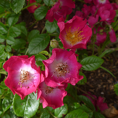 Hiawatha rose