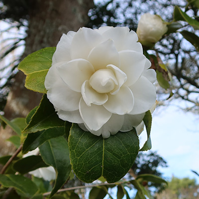 Camellia Fimbriata Alba